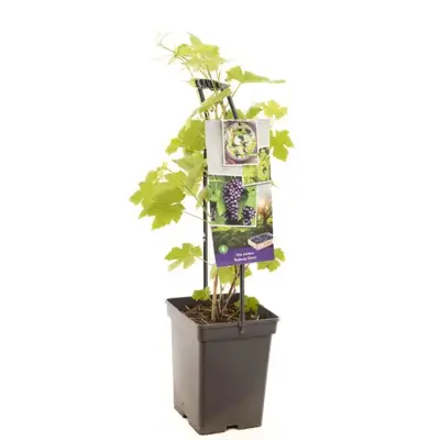 Vitis vinifera 'Boskoop Glorie' (Druif) fruitplant 65cm - afbeelding 1