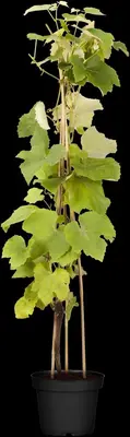 Vitis vinifera (Druif) - afbeelding 50