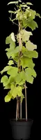 Vitis vinifera (Druif) - afbeelding 50