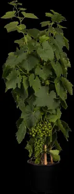 Vitis vinifera (Druif) - afbeelding 9