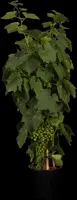 Vitis vinifera (Druif) - afbeelding 9