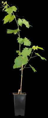 Vitis vinifera (Druif) - afbeelding 76
