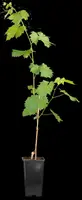 Vitis vinifera (Druif) - afbeelding 76