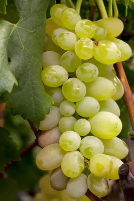 Vitis vinifera (Druif) - afbeelding 11