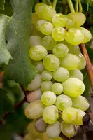 Vitis vinifera (Druif) - afbeelding 11