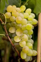 Vitis vinifera (Druif) - afbeelding 12