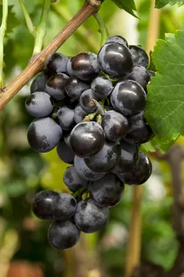 Vitis vinifera (Druif) - afbeelding 13