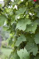 Vitis vinifera (Druif) - afbeelding 14