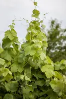 Vitis vinifera (Druif) - afbeelding 15