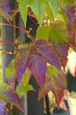 Vitis vinifera (Druif) - afbeelding 40