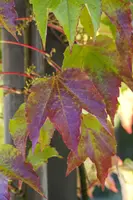 Vitis vinifera (Druif) - afbeelding 40