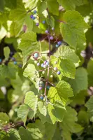 Vitis vinifera (Druif) - afbeelding 41