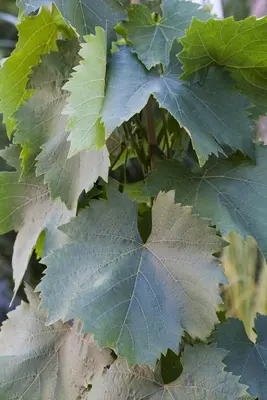 Vitis vinifera (Druif) - afbeelding 42