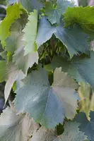 Vitis vinifera (Druif) - afbeelding 42