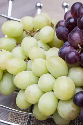 Vitis vinifera (Druif) - afbeelding 48