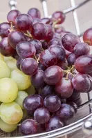Vitis vinifera (Druif) - afbeelding 49