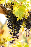 Vitis vinifera (Druif) - afbeelding 58
