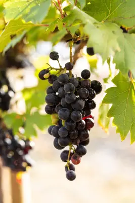 Vitis vinifera (Druif) - afbeelding 59