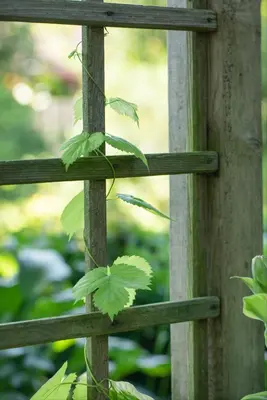 Vitis vinifera (Druif) - afbeelding 60