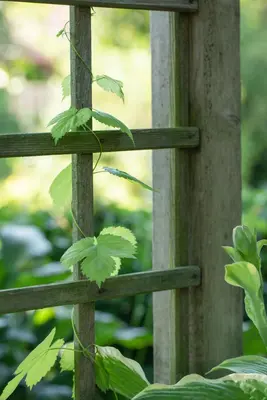 Vitis vinifera (Druif) - afbeelding 61