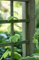 Vitis vinifera (Druif) - afbeelding 61