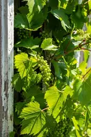 Vitis vinifera (Druif) - afbeelding 70