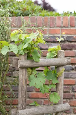 Vitis vinifera (Druif) - afbeelding 73