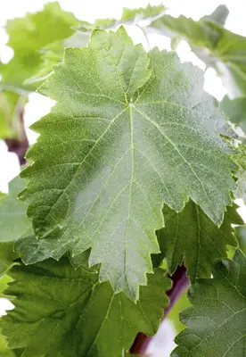 Vitis vinifera (Druif) - afbeelding 38