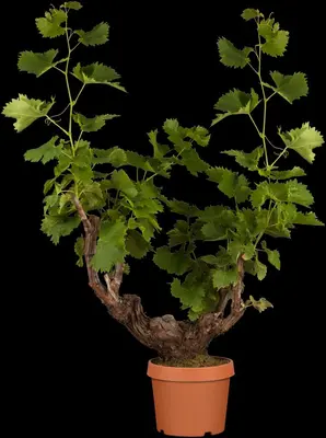 Vitis vinifera (Druif) - afbeelding 8