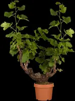 Vitis vinifera (Druif) - afbeelding 8