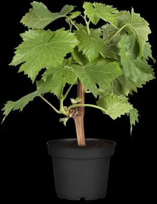 Vitis vinifera (Druif) - afbeelding 37