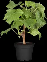 Vitis vinifera (Druif) - afbeelding 37