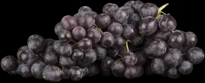 Vitis vinifera (Druif) - afbeelding 10