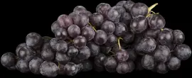 Vitis vinifera (Druif) - afbeelding 10