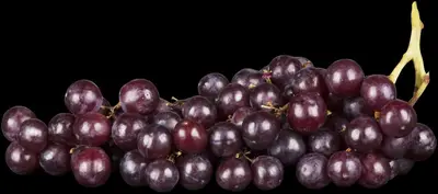 Vitis vinifera (Druif) - afbeelding 36