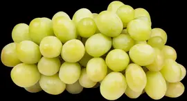 Vitis vinifera (Druif) - afbeelding 45
