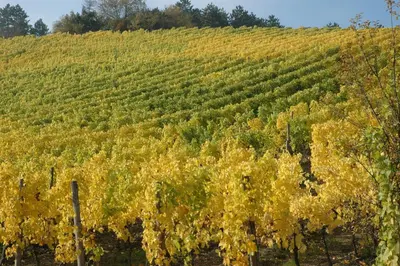 Vitis vinifera (Druif) - afbeelding 51