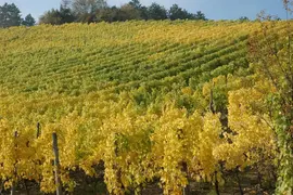 Vitis vinifera (Druif) - afbeelding 51