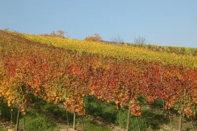 Vitis vinifera (Druif) - afbeelding 52