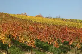 Vitis vinifera (Druif) - afbeelding 52