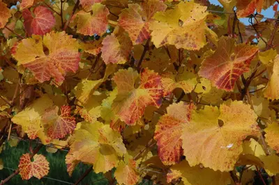 Vitis vinifera (Druif) - afbeelding 53