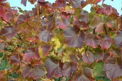 Vitis vinifera (Druif) - afbeelding 54