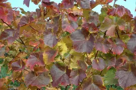 Vitis vinifera (Druif) - afbeelding 54