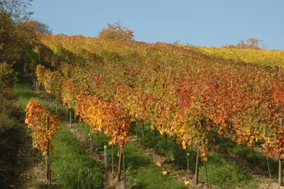 Vitis vinifera (Druif) - afbeelding 55