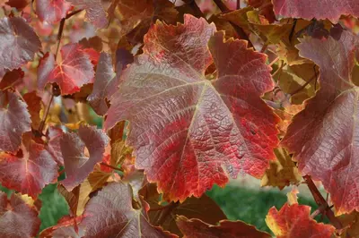 Vitis vinifera (Druif) - afbeelding 56