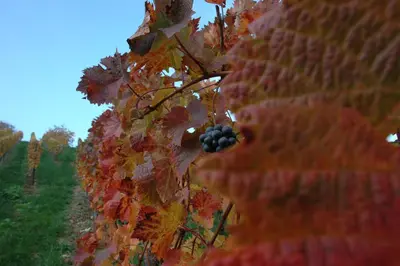 Vitis vinifera (Druif) - afbeelding 57