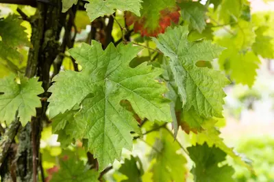 Vitis vinifera (Druif) - afbeelding 4