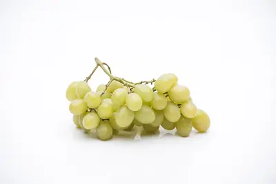 Vitis vinifera (Druif) - afbeelding 34