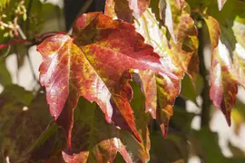 Vitis vinifera (Druif) - afbeelding 39