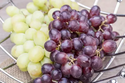 Vitis vinifera (Druif) - afbeelding 44